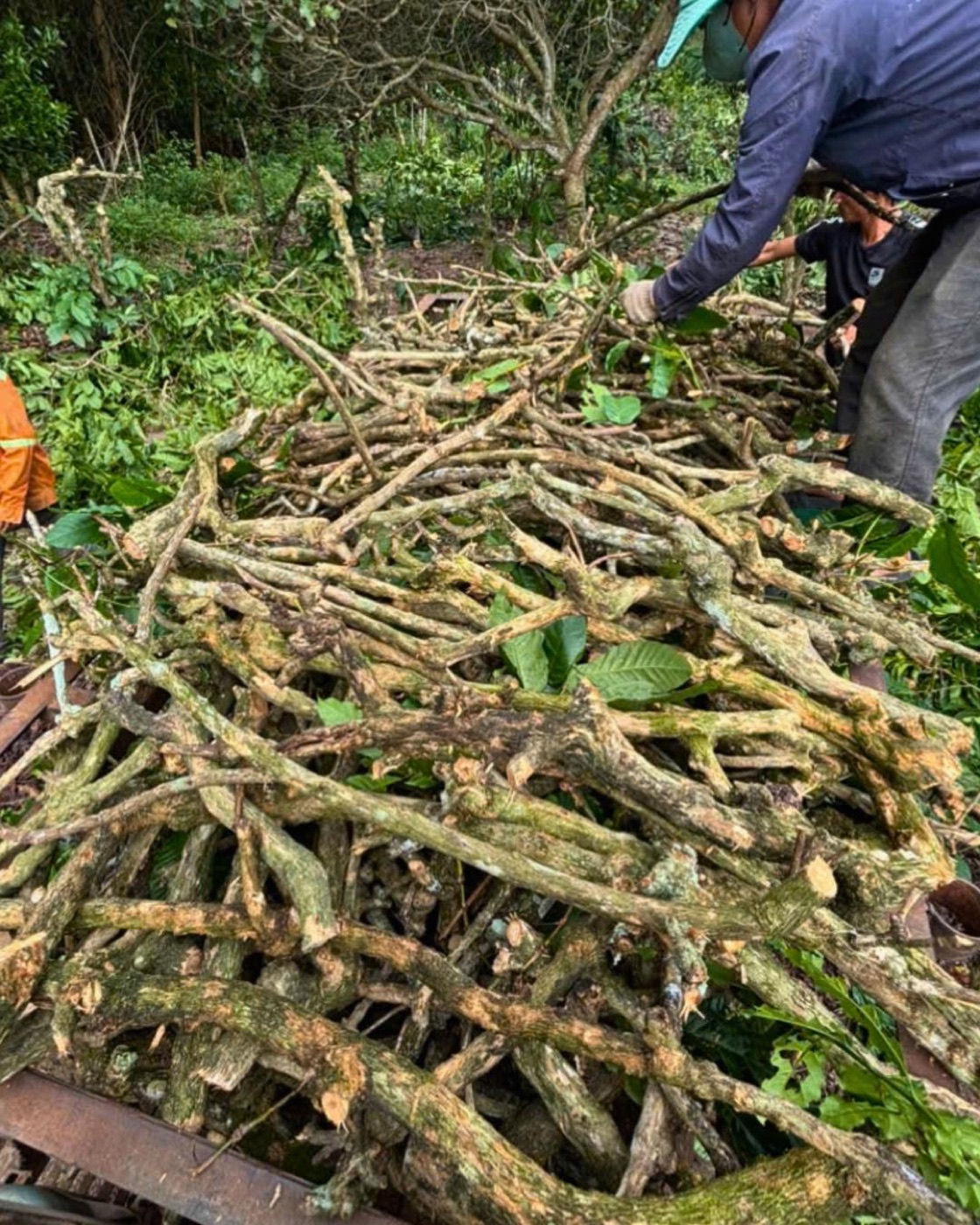 Coffee wood sourced from the Vietnam highlands, staged at the factory