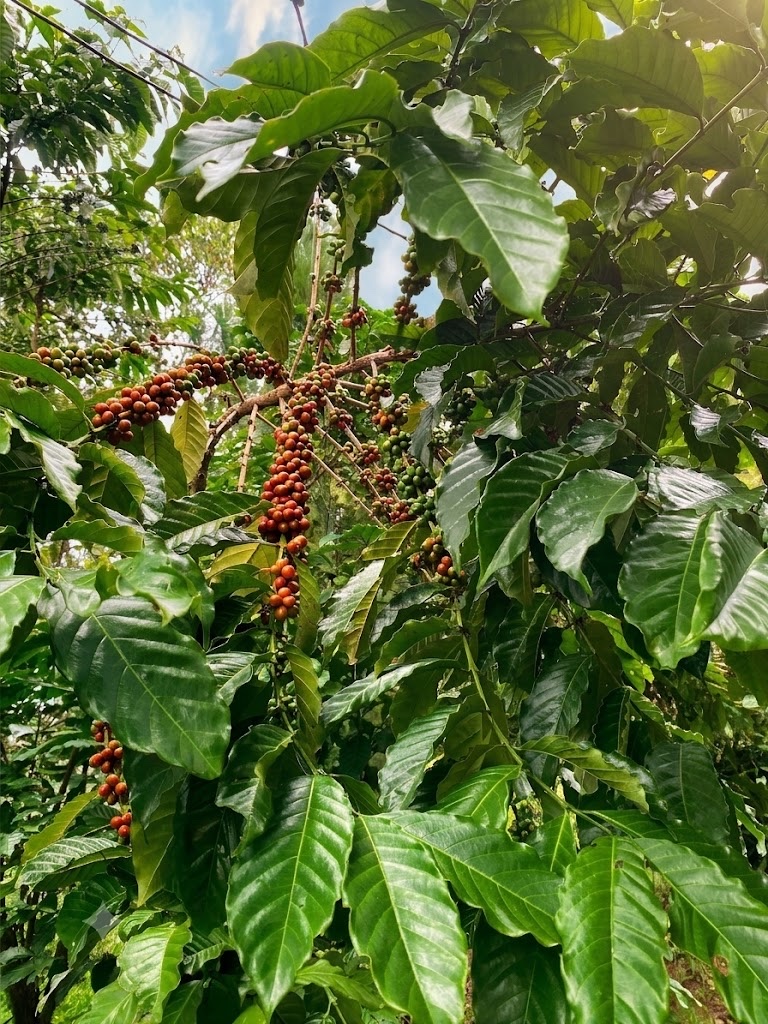 Coffee trees with ripe cherries in the Vietnam highlands, where the wood is sourced